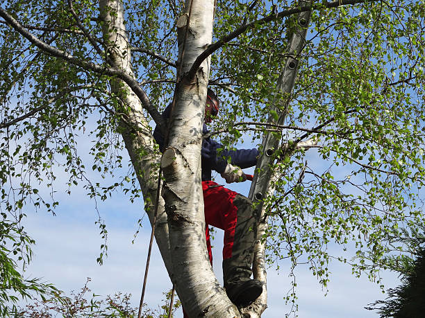 Robins, IA Tree Removal Services Company